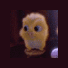 awloelxf